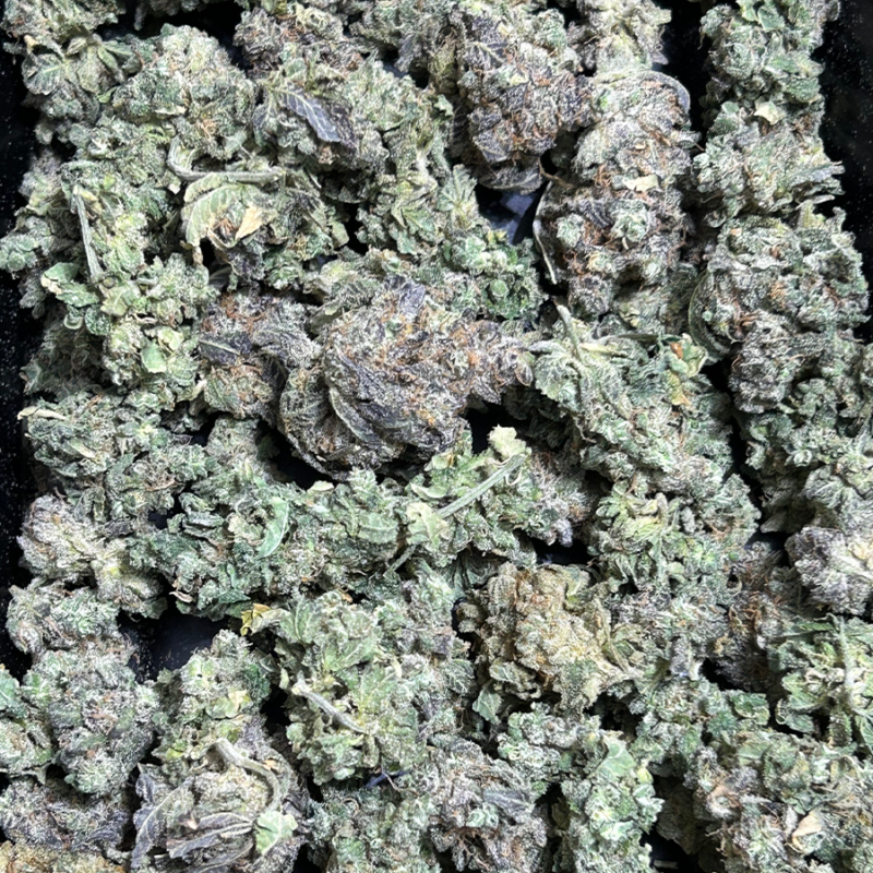 GovernMint Oasis -PF **Bientôt disponible**