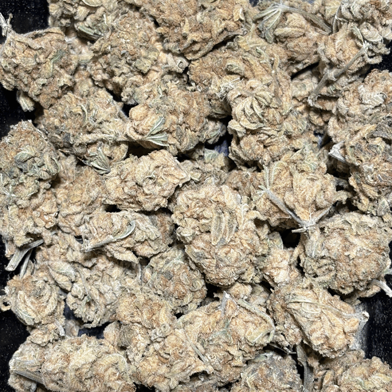 Tropic Thunder - Reg